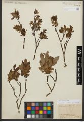 Foto von Salix waldsteiniana Willd.